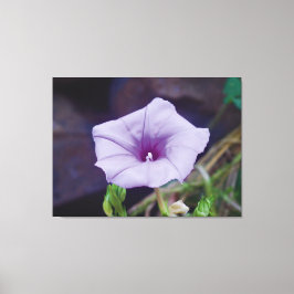 Ömtålig lila blomning närbildsfotografering canvastryck