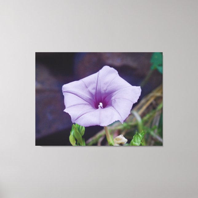 Ömtålig lila blomning närbildsfotografering canvastryck (Framsida)