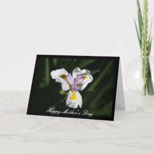 ömtålig mor Erblommor Kort