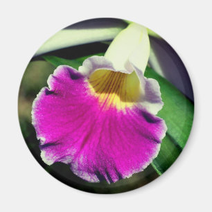Ömtålig orkidéblomma fotografering magnet