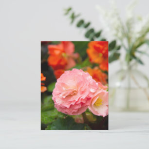 Ömtålig rosa blomma efter regnet vykort