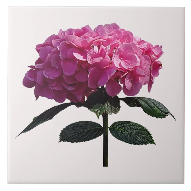 Ömtålig Rosa Hydrangea Kakelplatta (Framsidan)