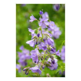 Ömtåliga blå blommor på en grön äng om våren fototryck