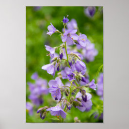 Ömtåliga blå blommor på en grön äng om våren poster