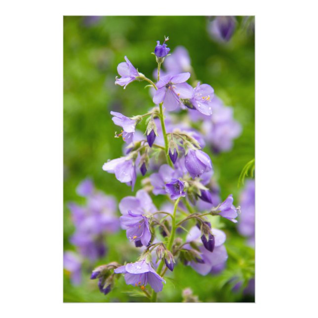 Ömtåliga blå blommor på en grön äng på våren fototryck (Framsidan)