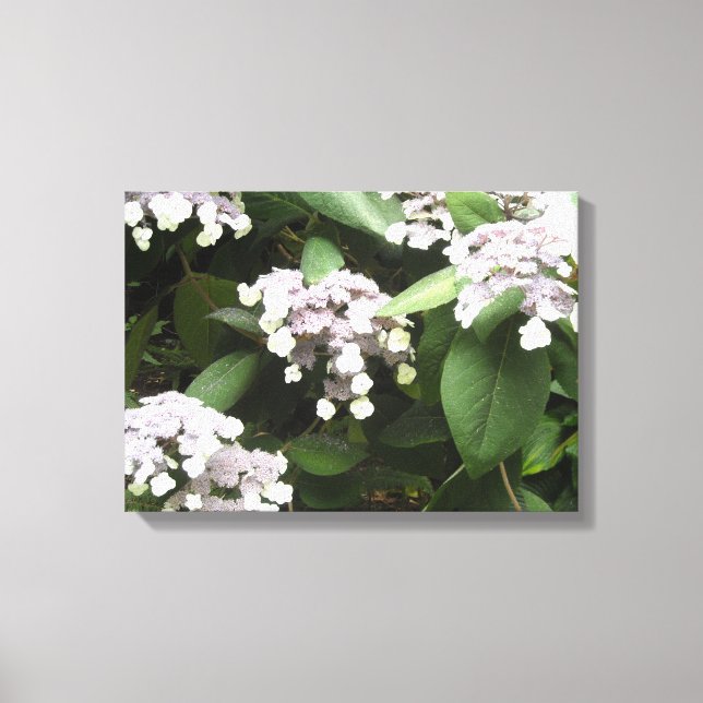 Ömtåliga Hydrangeor Canvastryck (Framsida)