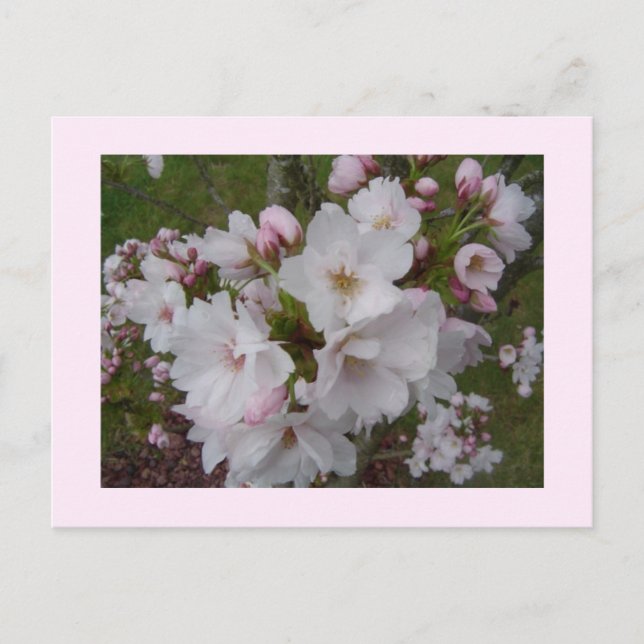 Ömtåliga körsbärsblommor vykort (Framsida)