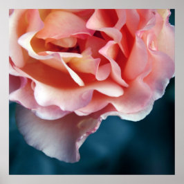 Ömtåliga Rosa Rosblad Makro Abstrakt Poster