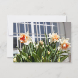 Ömtåliga söta narcisser våren 