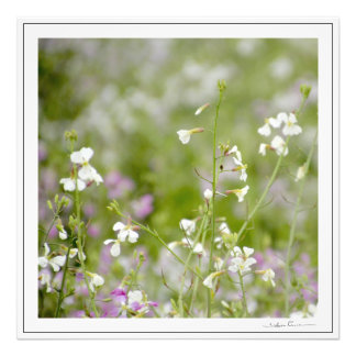 Ömtåliga vildblommor, vita och rosa. av SidhartaP Fototryck