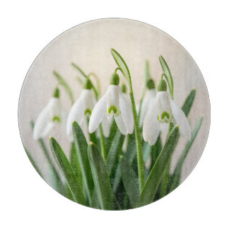 Ömtåliga vita snödroppsblommor vårblomning