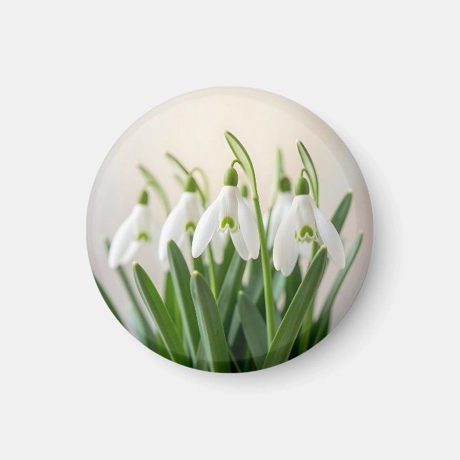 Ömtåliga vita snödroppsblommor vårblomning magnet (Framsidan)