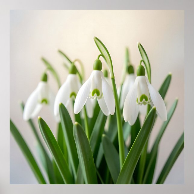 Ömtåliga vita snödroppsblommor vårblomning poster (Framsidan)