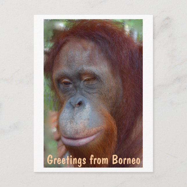 ön Borneo Orangutan Vykort (Framsida)