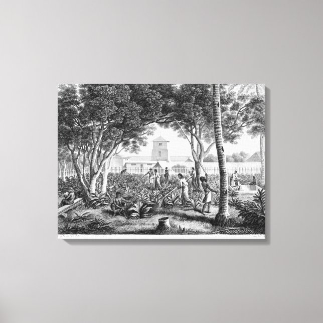 Ön Guam: Natives at Work in the Garden of t Canvastryck (Framsida)