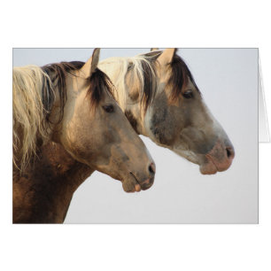 ONAQUI HERD Uinta Desert Vild Horses Hälsningskort