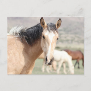 Onaqui Vild Horses Vykort