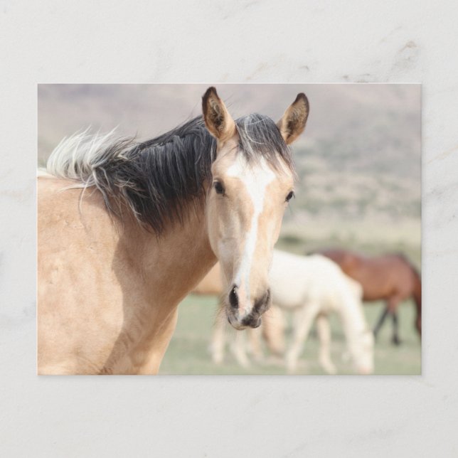Onaqui Vild Horses Vykort (Framsida)