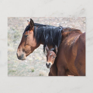 Onaqui Vild Horses Vykort