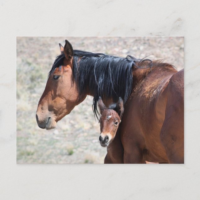 Onaqui Vild Horses Vykort (Framsida)