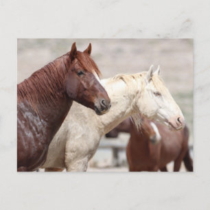 Onaqui Vild Horses Vykort