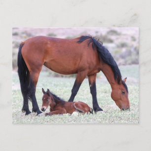 Onaqui Vild Horses Vykort
