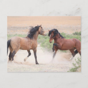 Onaqui Vild Horses Vykort
