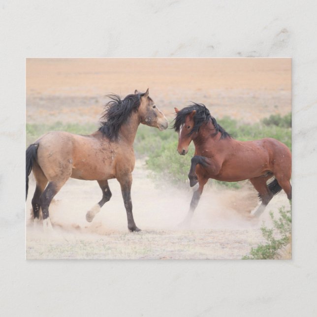 Onaqui Vild Horses Vykort (Framsida)