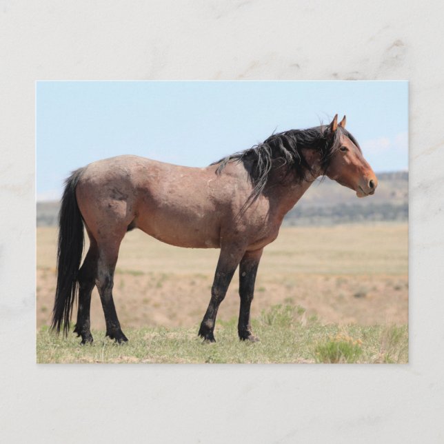 Onaqui Vild Horses Vykort (Framsida)