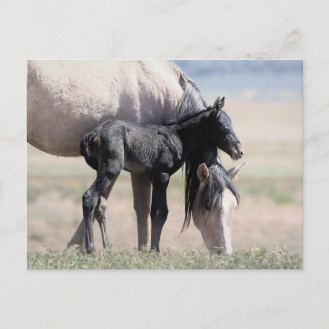 Onaqui Vild Horses Vykort (Framsida)