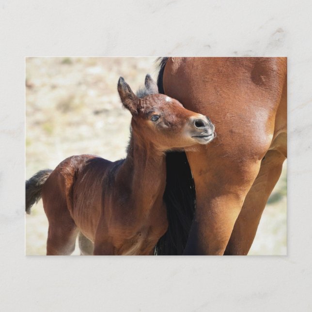 Onaqui Vild Horses Vykort (Framsida)