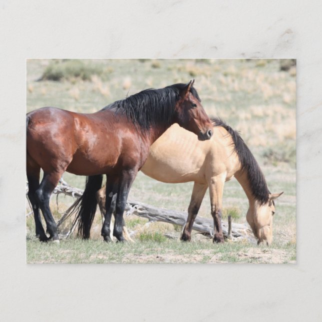 Onaqui Vild Horses Vykort (Framsida)