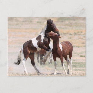 Onaqui Vild Horses Vykort