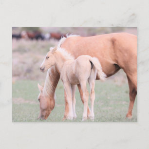 Onaqui Vild Horses Vykort