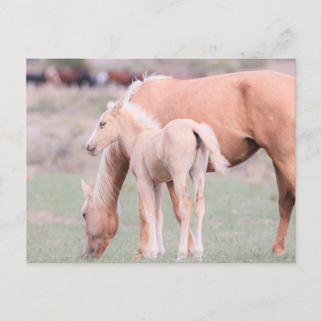 Onaqui Vild Horses Vykort (Framsida)