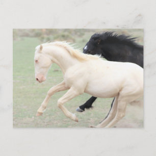 Onaqui Vild Horses Vykort