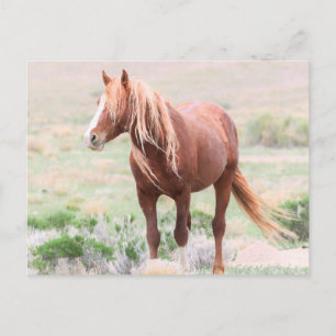 Onaqui Vild Horses Vykort