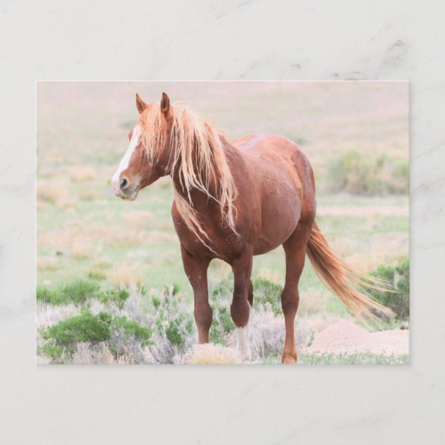 Onaqui Vild Horses Vykort (Framsida)