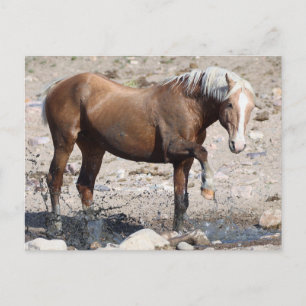 Onaqui Vild Horses Vykort
