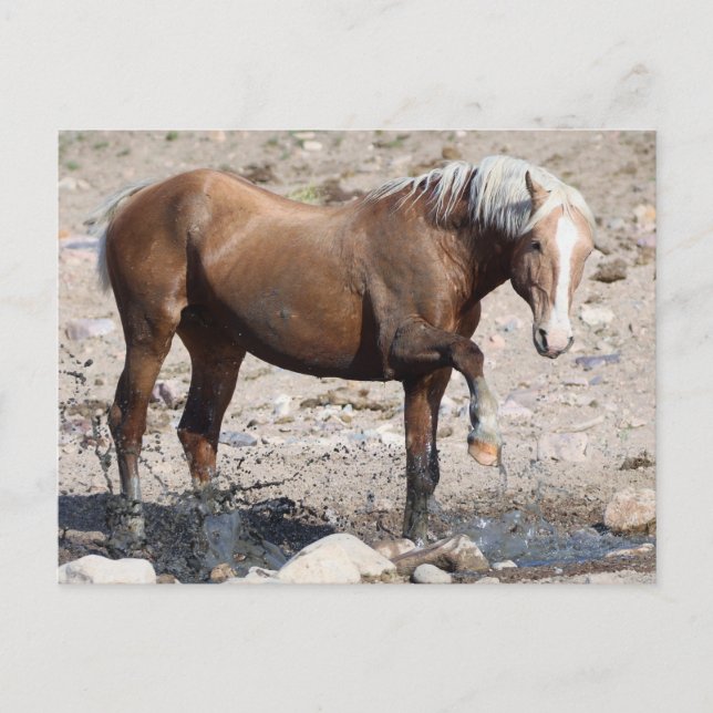Onaqui Vild Horses Vykort (Framsida)