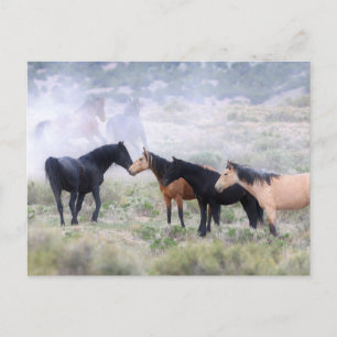 Onaqui Vild Horses Vykort