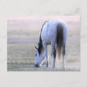 Onaqui Vild Horses Vykort