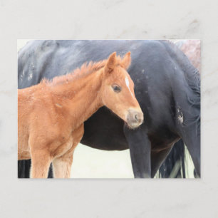 Onaqui Vild Horses Vykort