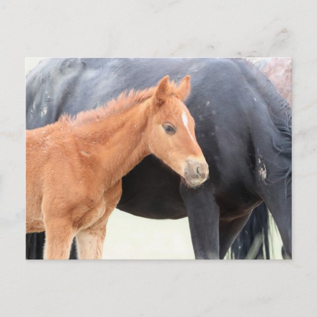 Onaqui Vild Horses Vykort (Framsida)