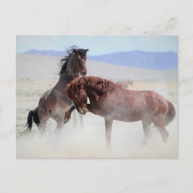 Onaqui Vild Horses Vykort (Framsida)