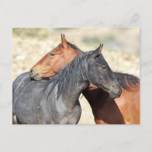 Onaqui Vild Horses Vykort