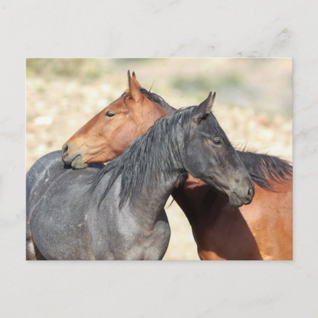 Onaqui Vild Horses Vykort (Framsida)