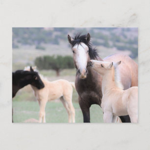 Onaqui Vild Horses Vykort