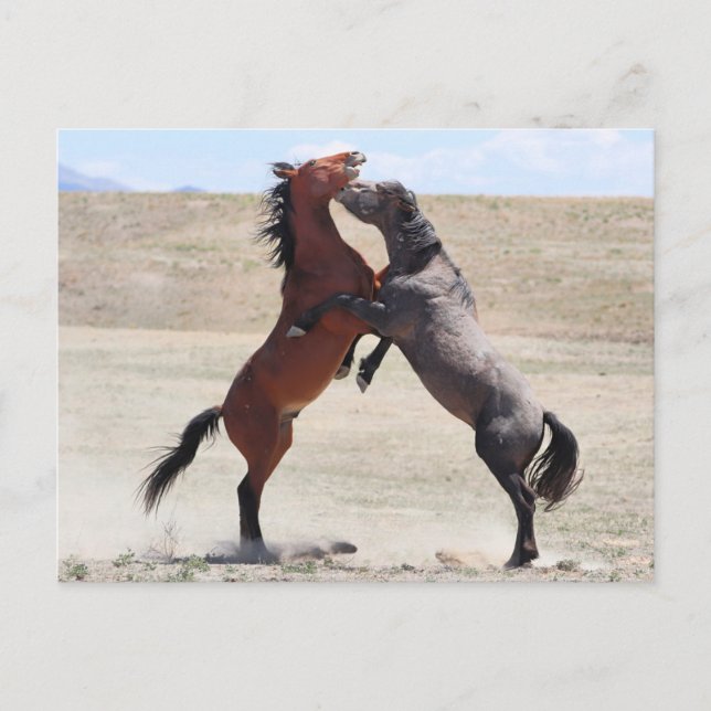Onaqui Vild Horses Vykort (Framsida)