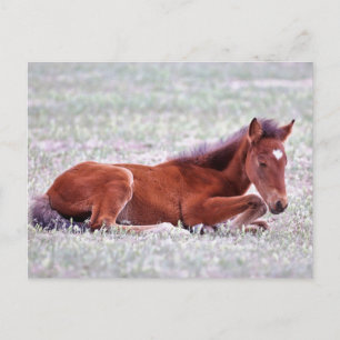 Onaqui Vild Horses Vykort